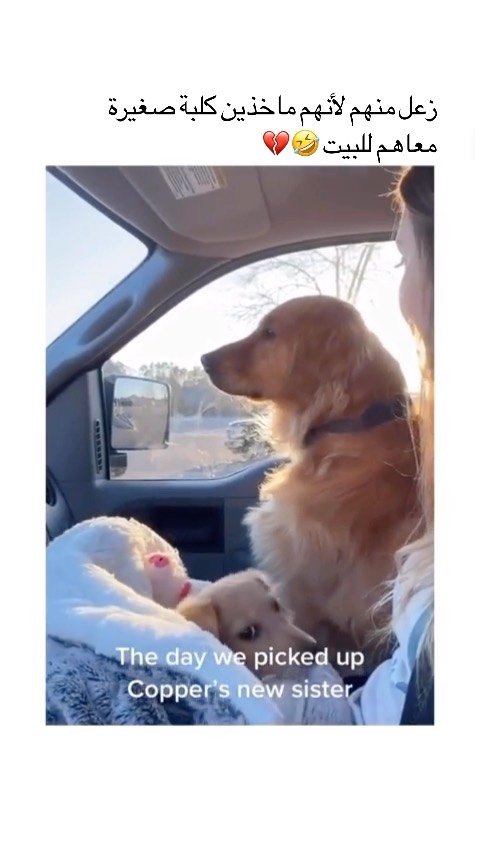 01 게시물 이미지: المشاعر عند الحيوانات تتأثر 💔
#Dogs #animals