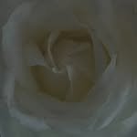 rosj_dl 프로필 사진