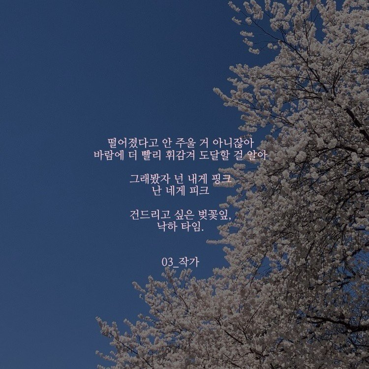 Photo by 03작가 on April 08, 2026. May be an image of baby's-breath and text that says '떨어졌다고 안 주울 거 아니잖아 아니 바람에 바람에더빨리 더 빨리 휘감겨 도달할 걸 알아 그래봤자 넌 내게 핑크 난 네게 피크 건드리고 싶은 벚꽃잎 낙하 타임. 03_작가 03_ 작가'.