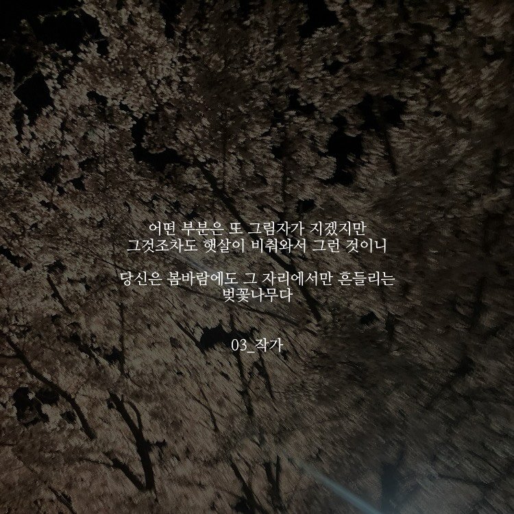 Photo by 03작가 on April 15, 2026. May be an image of outdoors and text that says '어떤 부분은 또 그림자가 지겠지만 지겠 그것조차도 햇살이 비춰와서 그런 것이니 당신은 봄바람에도 그 자리에서만 흔들리는 벚꽃나무다 03_ 03_작가'.