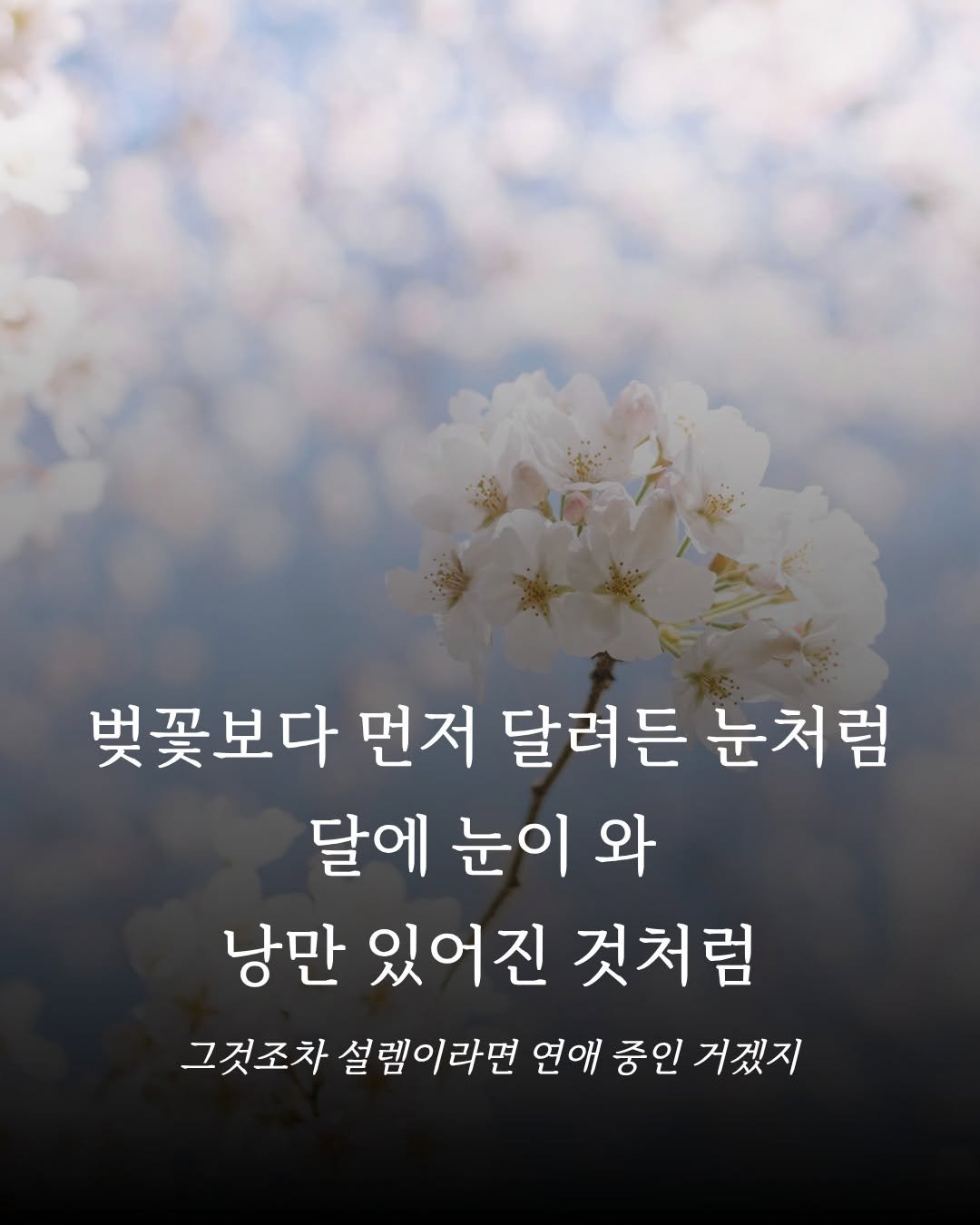 Photo shared by 포레스트 웨일 출판사 on April 09, 2026 tagging @03_writer_sh. May be an image of baby's-breath and text that says '벚꽃보다 먼저 달려든 눈처럼 달에 눈이 와 낭만 있어진 것처럼 그것조차 설렘이라면 연애 중인 거겠지'.