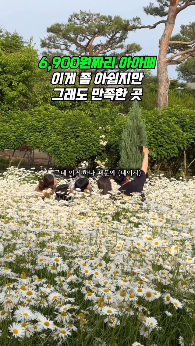 0___muk 게시물 이미지: 이게 좀 아쉽긴 했는데…

이맘때쯤 되면 만개한다는 꽃
데이지 보러...
