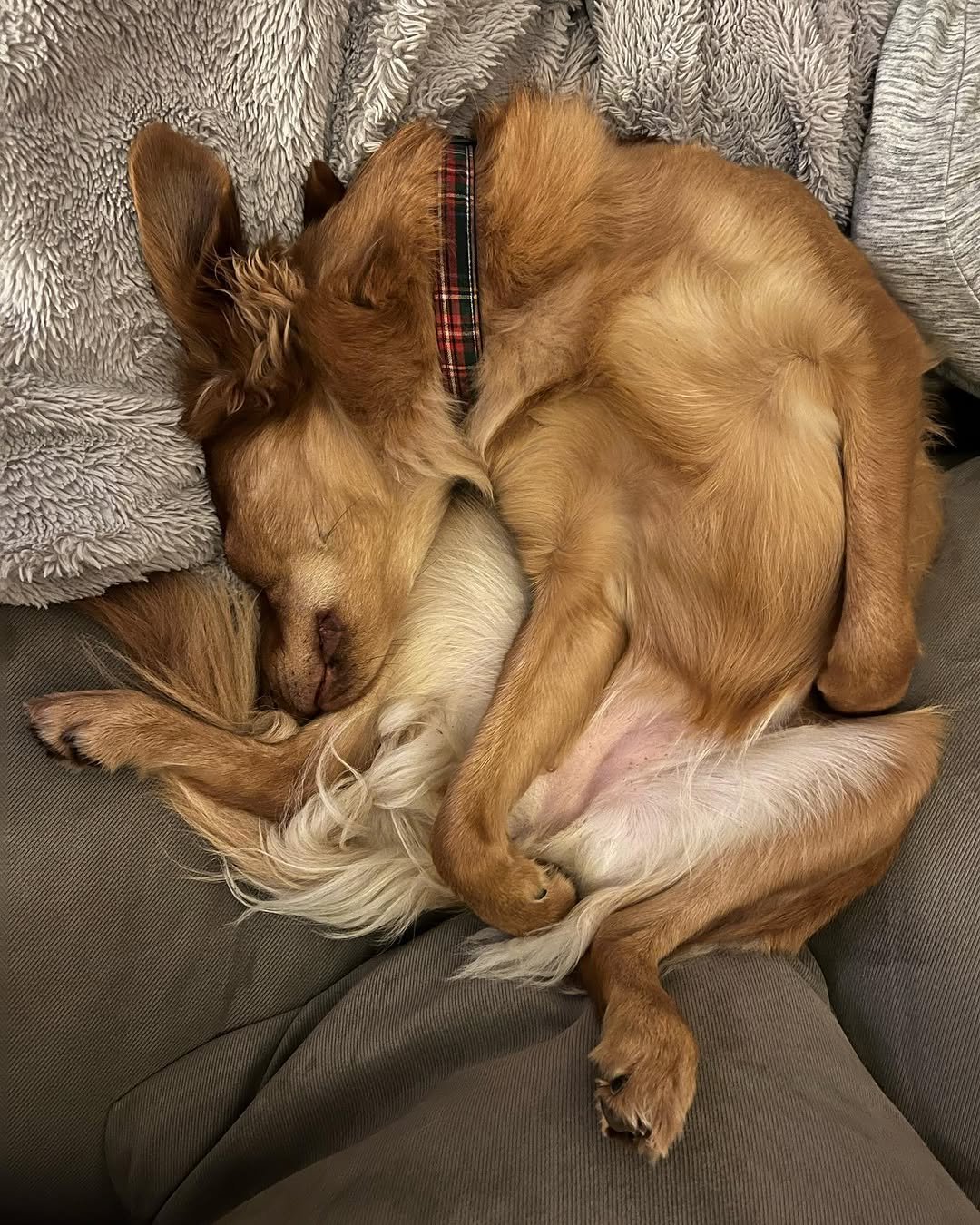 10042 게시물 이미지: Pretzel dog. Hibernating until 2022 arrives.
