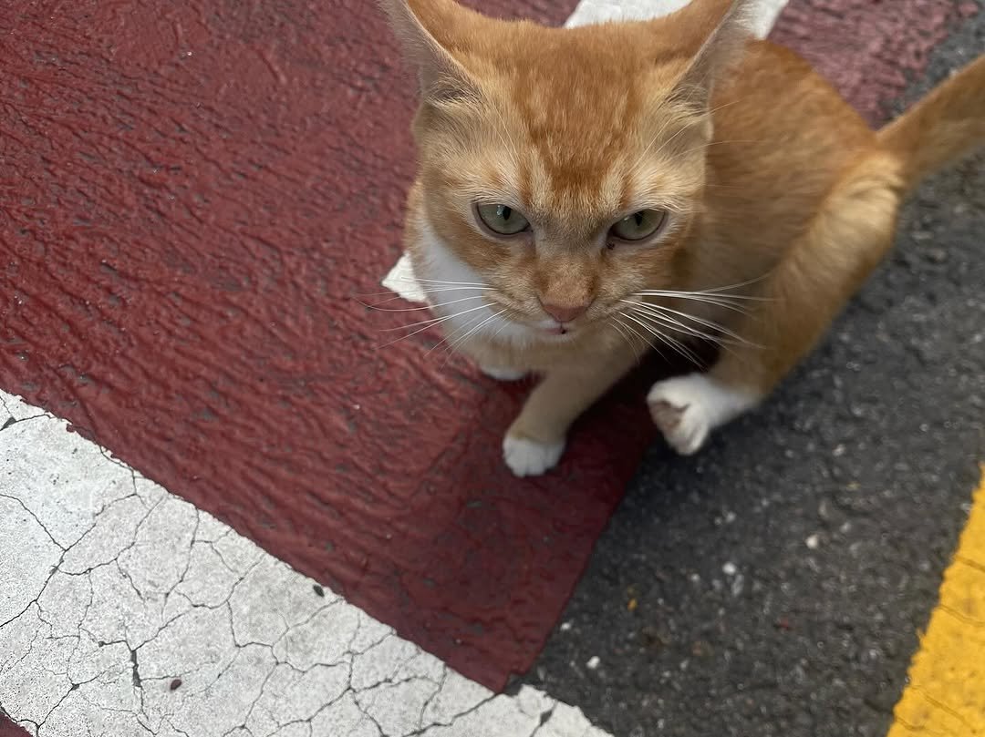 Photo by kimyoung on September 22, 2025. May be an image of kitten.