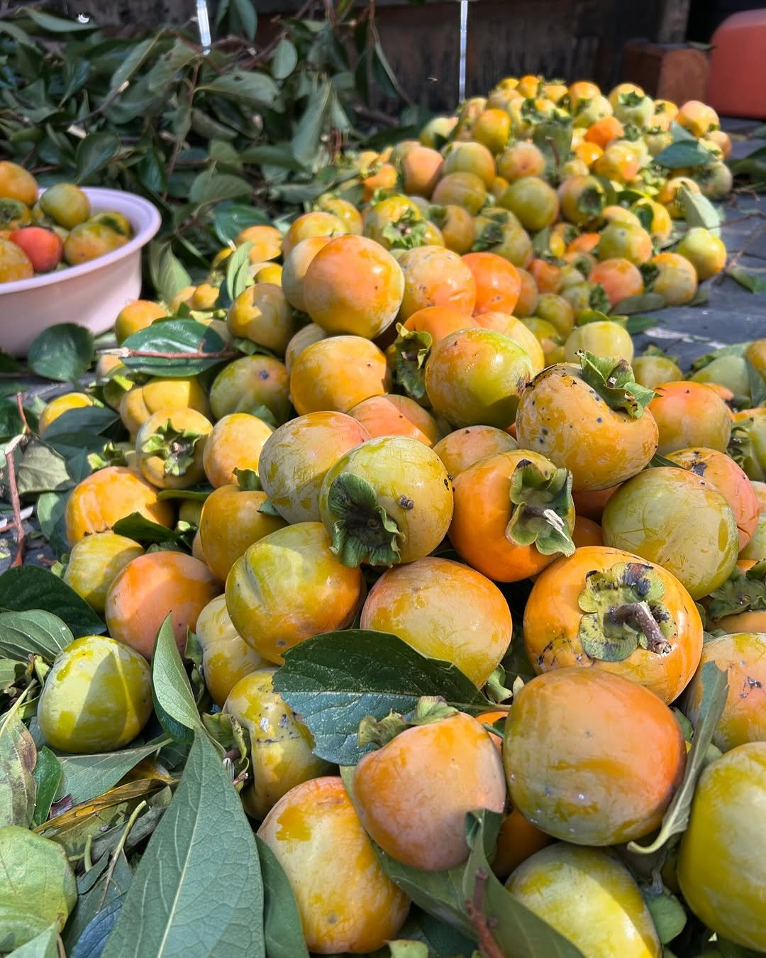 Photo by 일일호일 on October 19, 2025. May be an image of text.