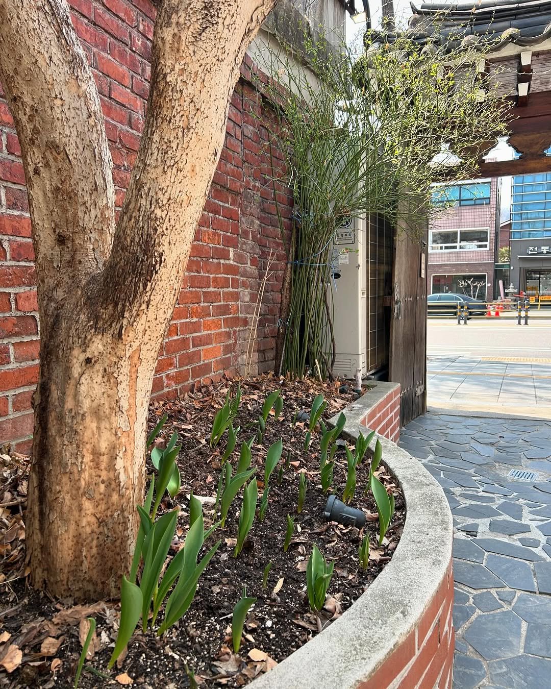 Photo by 일일호일 on March 24, 2026. May be an image of brick wall, curb and text.