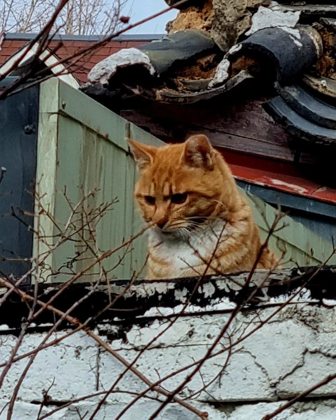 Photo by 일일호일 on February 10, 2026. May be an image of telephone pole and text.