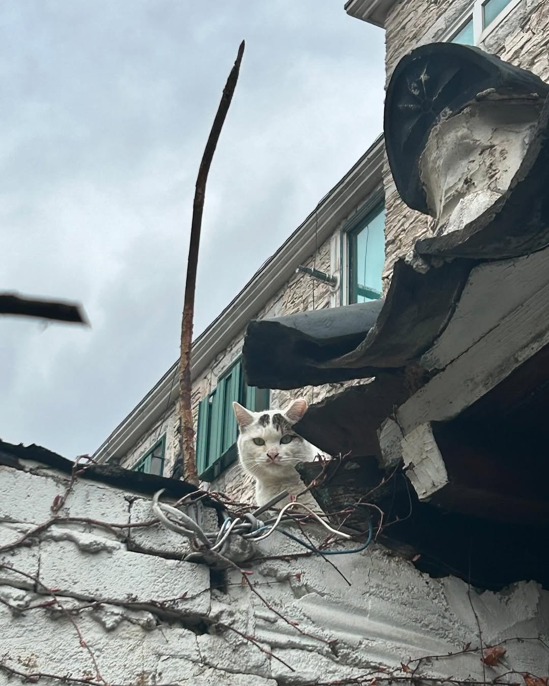 Photo by 일일호일 on April 09, 2026. May be an image of kitten, fire escape, telephone pole and text.