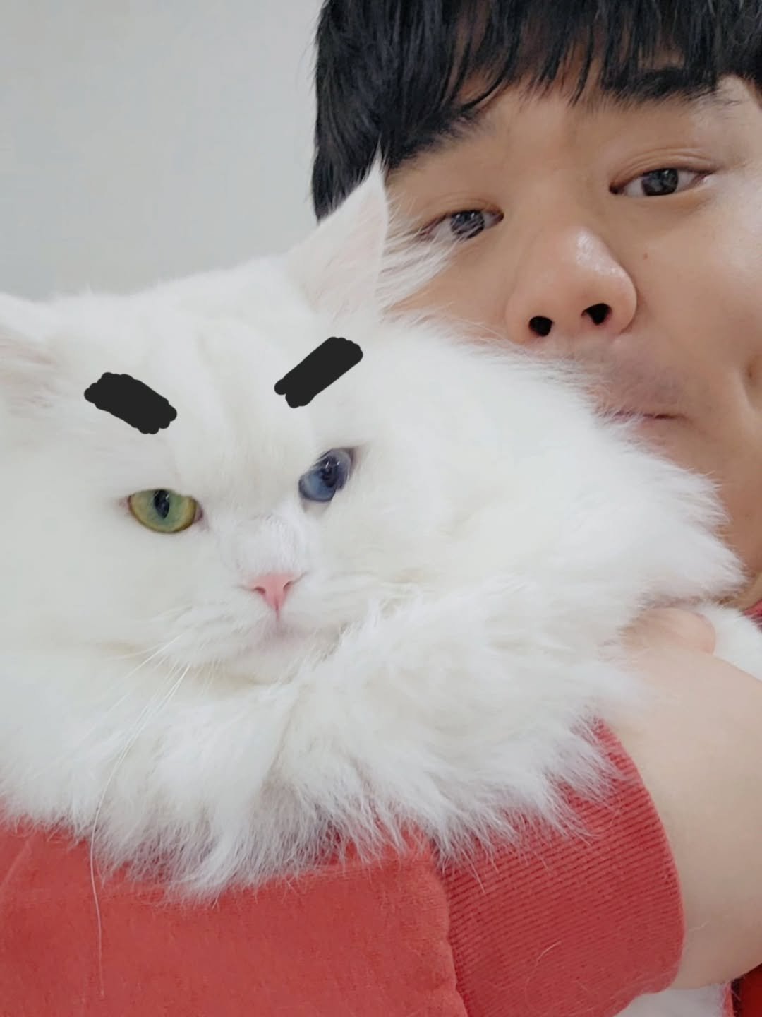 Photo shared by 160kg 김현우 on July 14, 2025 tagging @kimbaekseol. May be an image of 1 person, ragdoll cat, Persian cat, kitten and text.