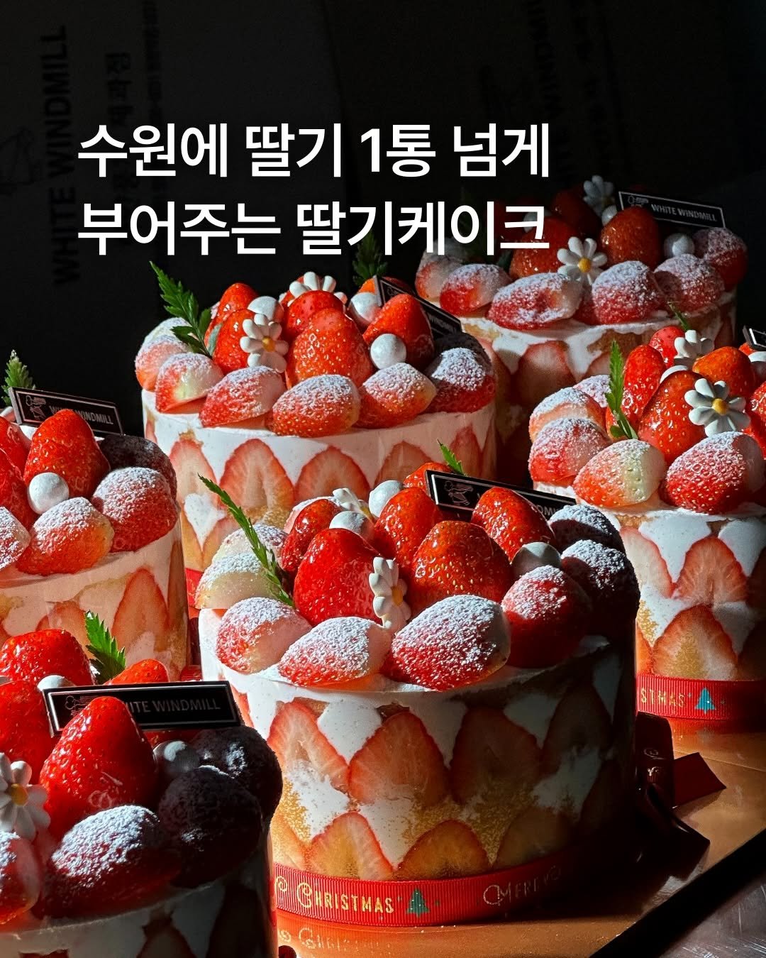 Photo by 하얀풍차제과점 | 천연발효종 베이커리 | 딸기케이크 크리스마스케이크 케이크맛집 화이트롤 on December 14, 2025. May be an image of cake, strawberry, fruitcake, cheesecake and text that says '수원에 딸기 딸기1통 1통 넘게 부어주는 딸기케이크 THAS MGHRISTHAS ว"4 H4 GHRISTMAS'.