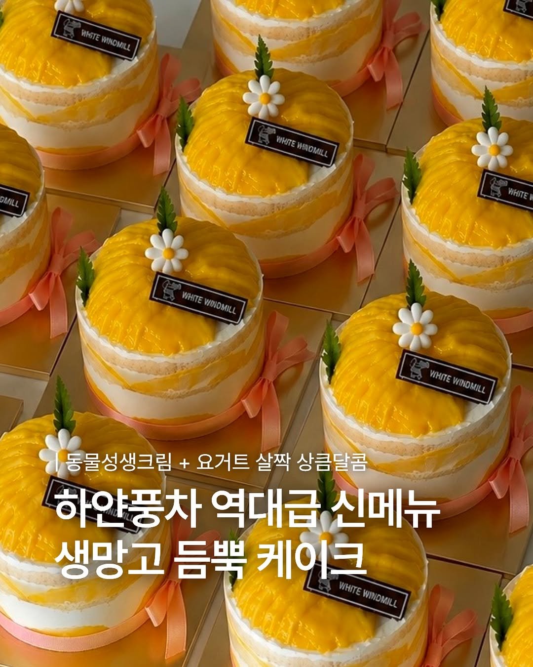 1993.windmill 게시물 이미지: 생망고 폭탄 케이크 출시 ✨

케이크로 많은 사랑을 받고있는 
하얀풍차에서 생망고...