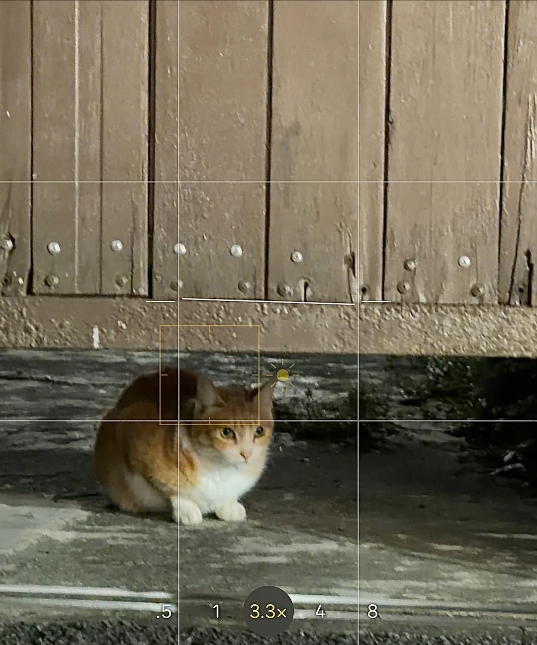 Photo by 🤍🐰🤍 on November 18, 2025. May be an image of kitten, tortoiseshell cat and text.