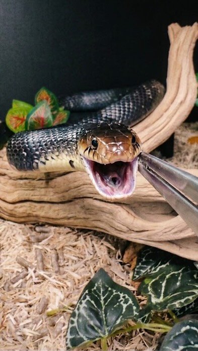 2024 게시물 이미지: Which of My Reptiles Has the Most INSANE...