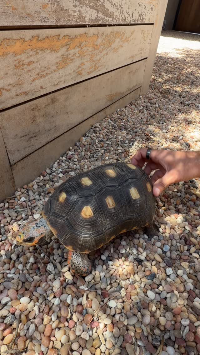 2024 게시물 이미지: Butt rubs 🐢
#tortoises #turtle #reptile