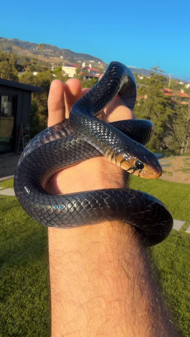 2024 게시물 이미지: Akasha II getting some size and looking fresh...