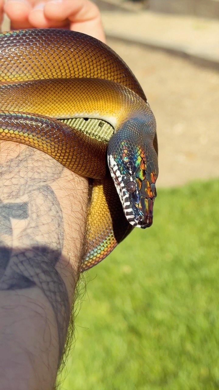 2024 게시물 이미지: my python is an ally 🌈
#reptiles...