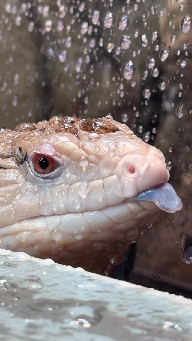 2024 게시물 이미지: Beemo showing off why he’s a blue-tongued...
