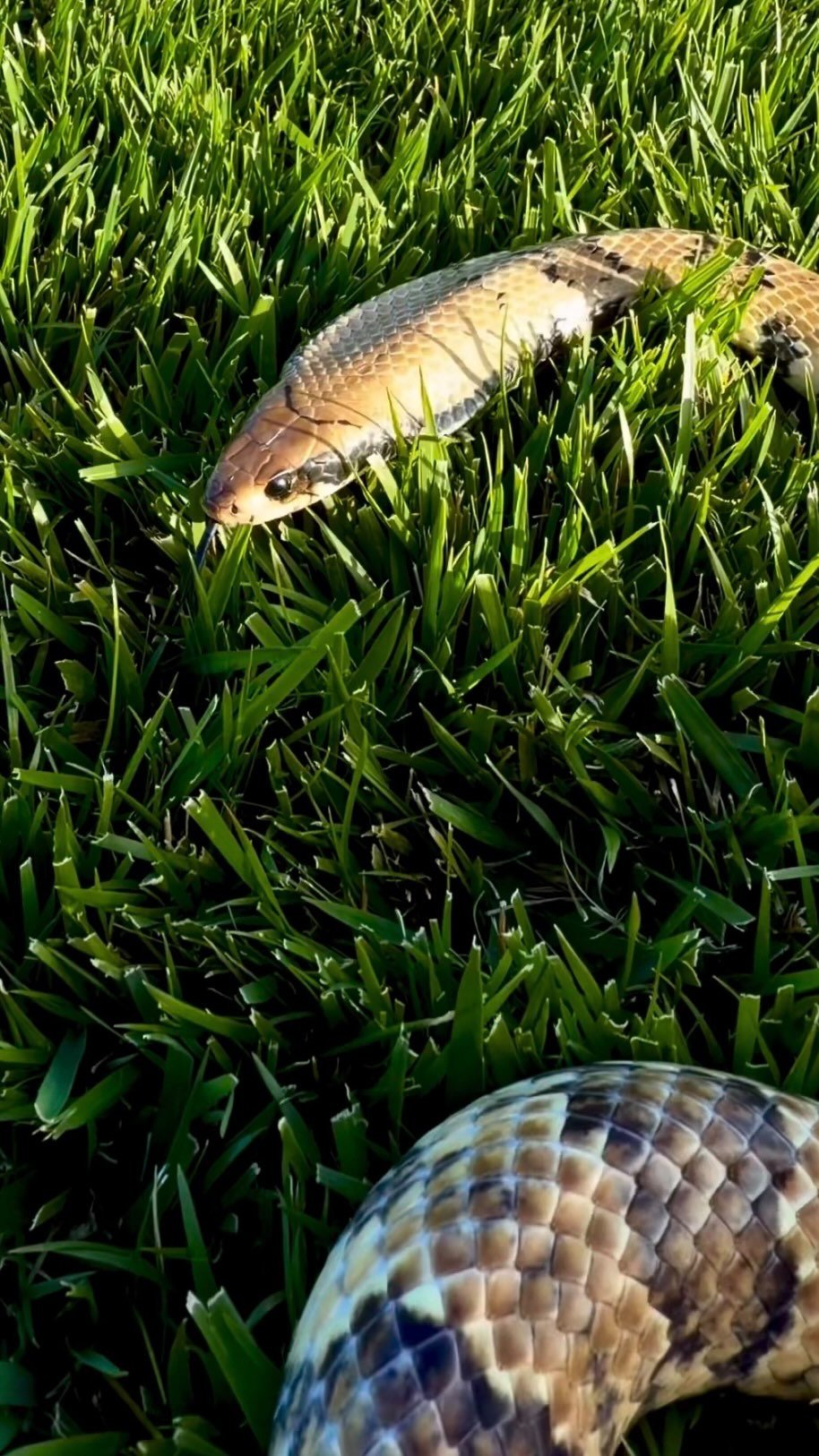 2024 게시물 이미지: Tony the Cobra 🐍
#reptiles #snake #cobra...