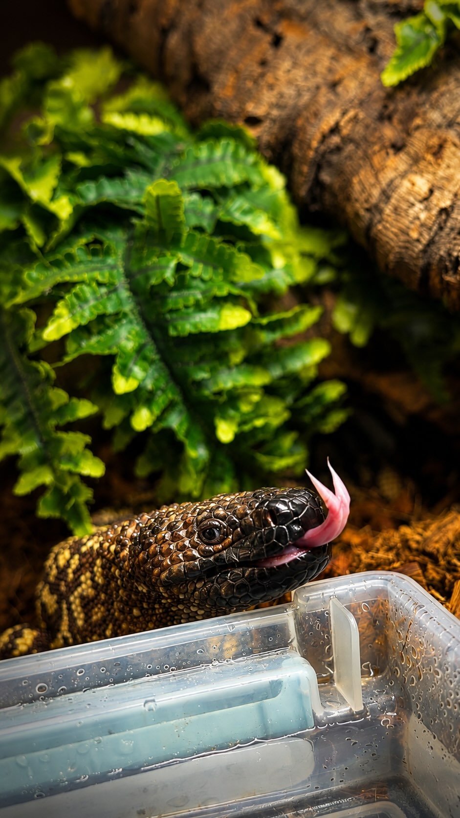 2024 게시물 이미지: Kevin got a little upgrade #beadedlizard #venomous