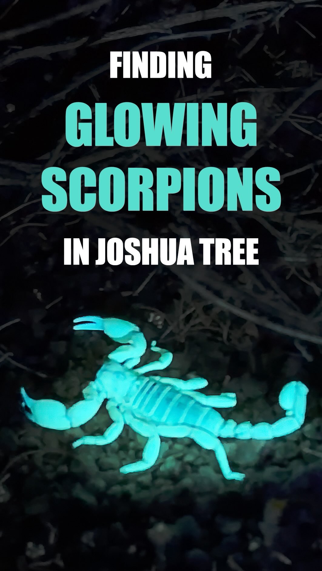 2024 게시물 이미지: Did you know scorpions glow under black light?...