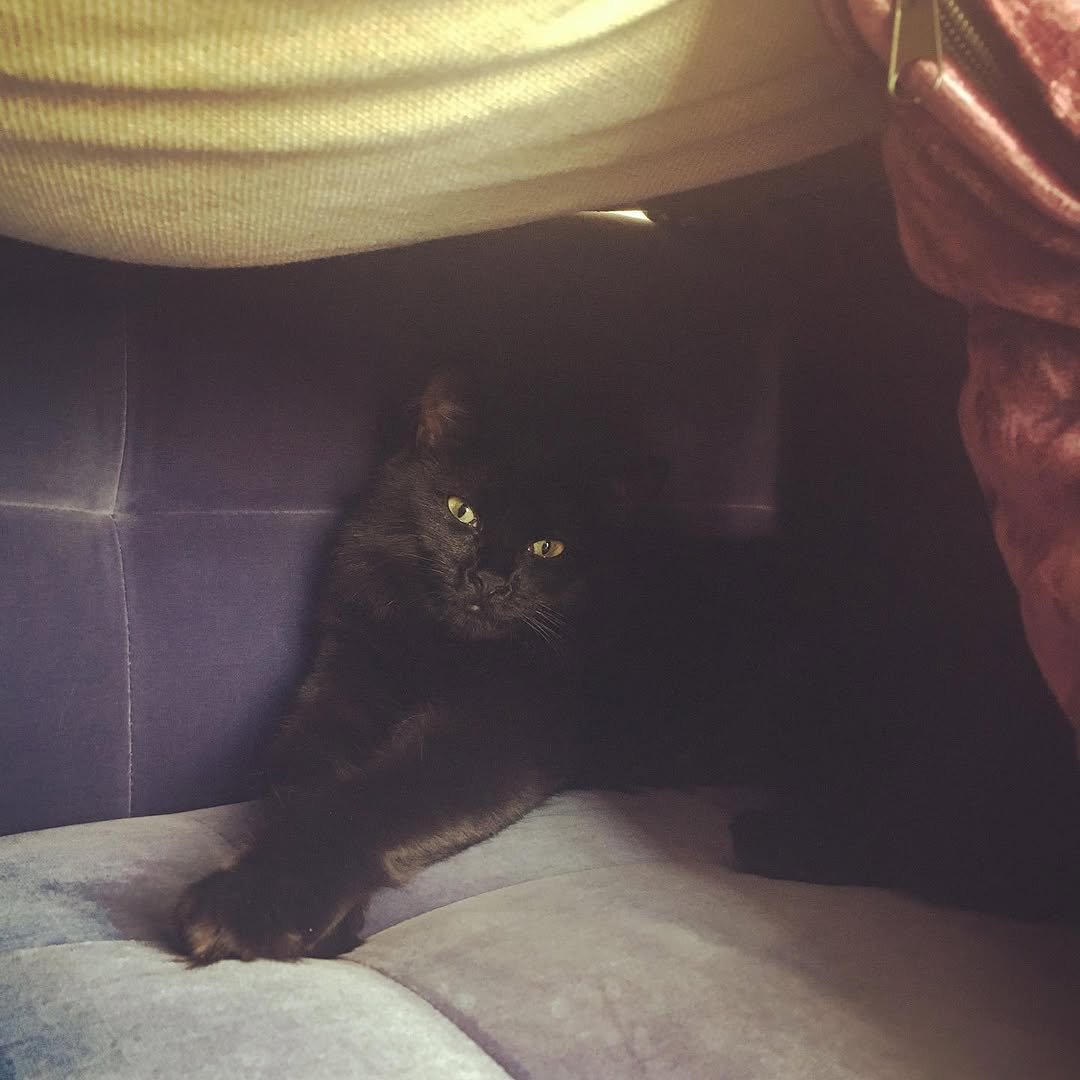 212 게시물 이미지: Someone likes her new fort #catsofinstagram...