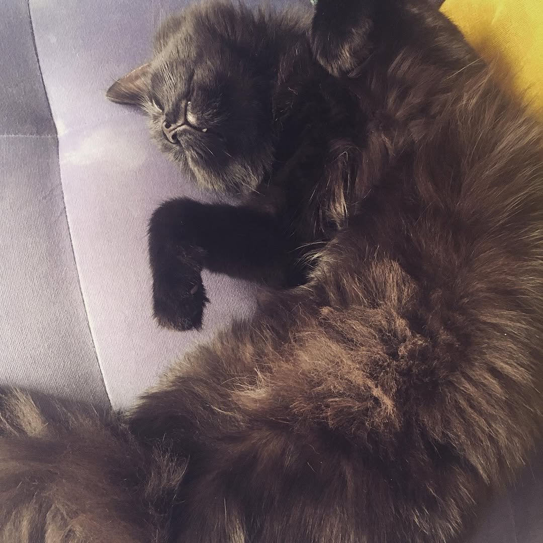 212 게시물 이미지: Sleeping or playing dead? #catsofinstagram...