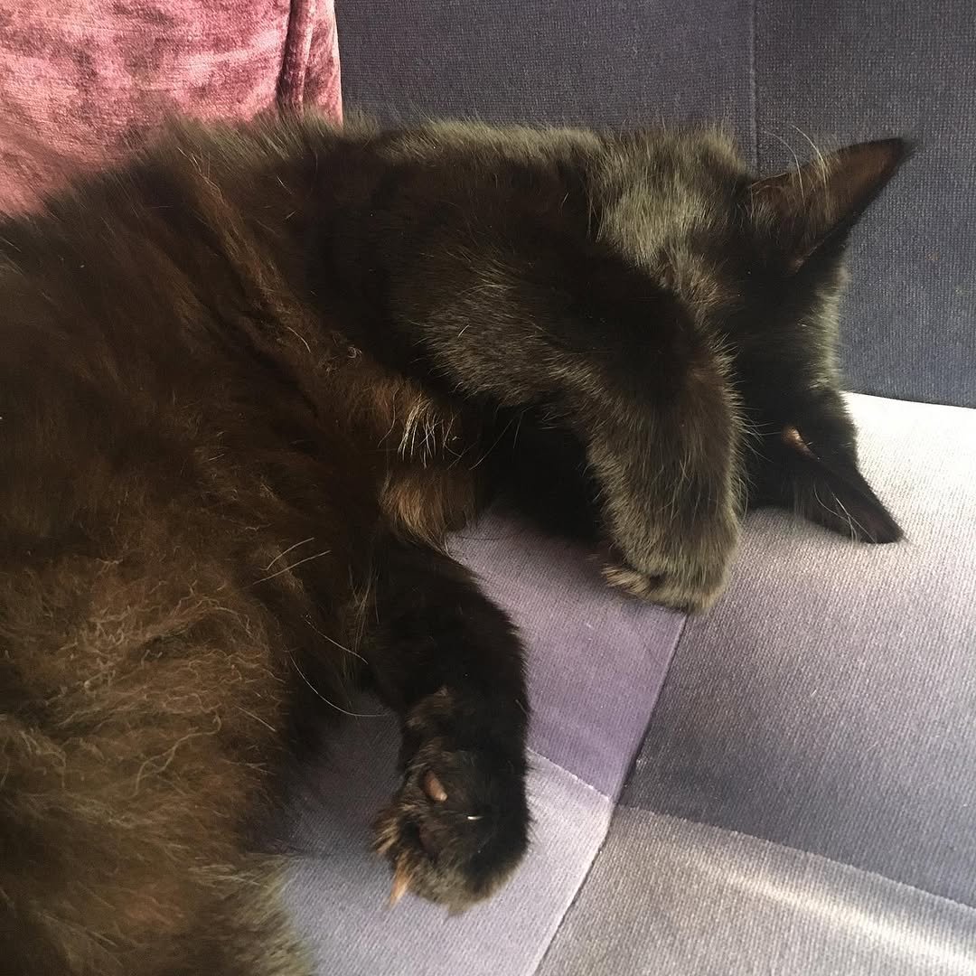 212 게시물 이미지: No pictures! No pictures! 
#catsofinstagram...
