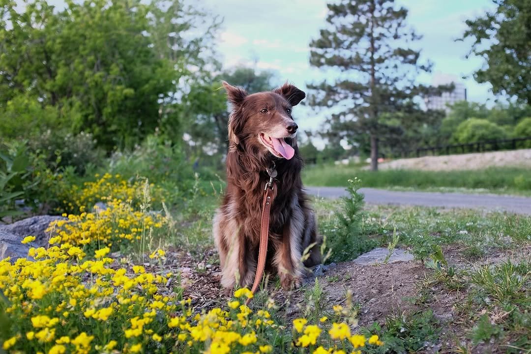 247 게시물 이미지: Our “little girl” living her best senior dog era 👵🐶