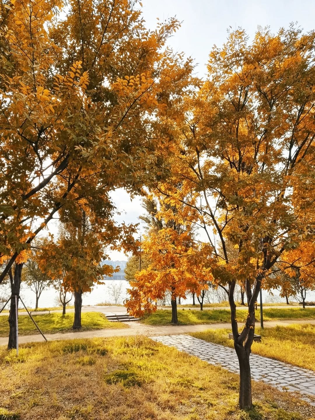 Photo by 고서연 on November 11, 2025. May be an image of maple leaves, tree, park and text.