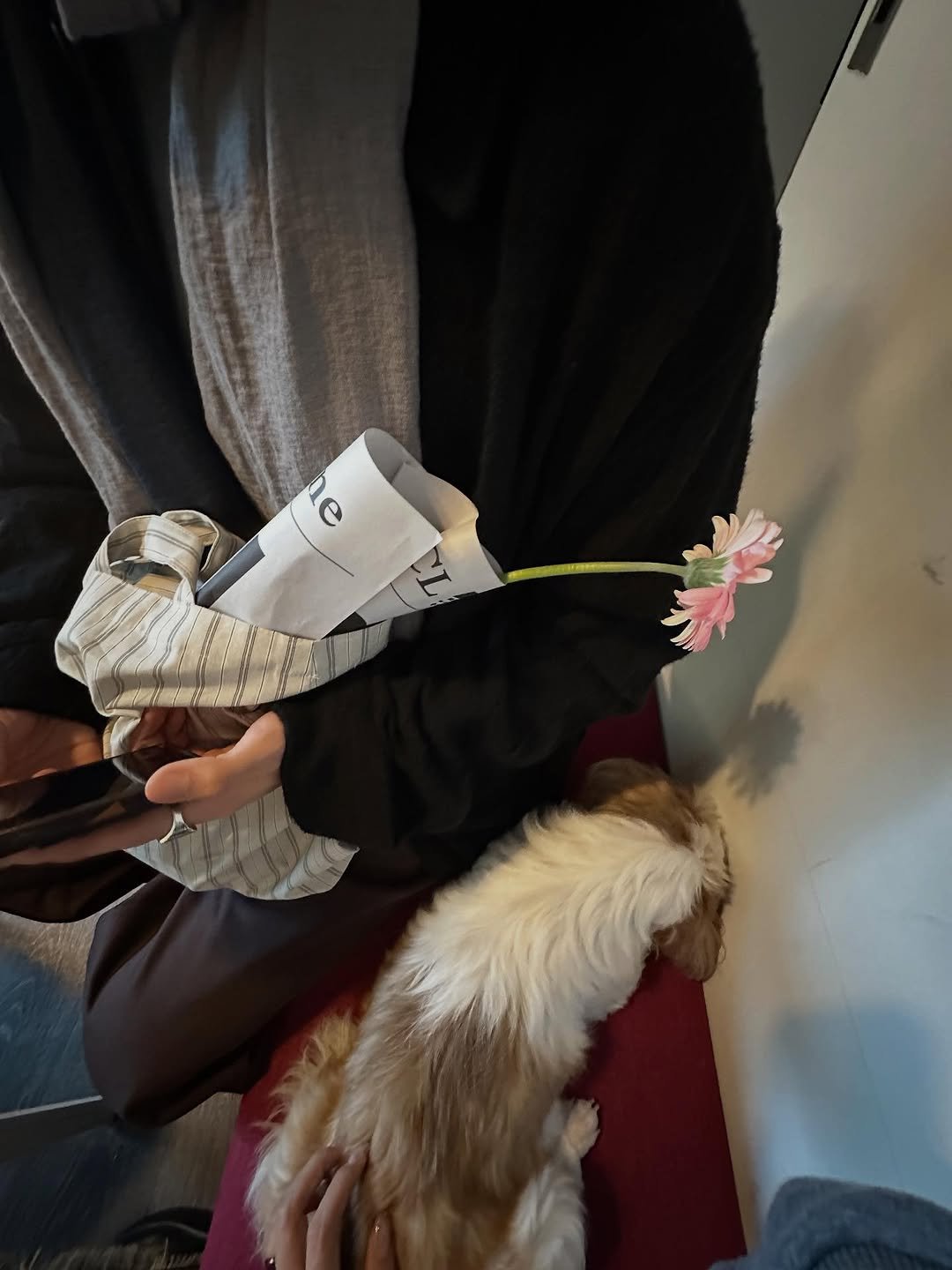 Photo shared by 피로 on November 07, 2025 tagging @araxiaa_, and @les.is_. May be an image of rodent, Pekinese, Maltese, collie, sling and text.