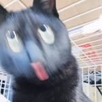 catmemeresto 프로필 사진