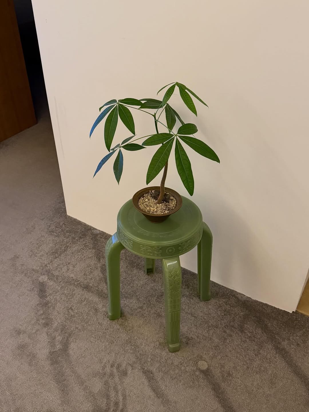 Photo by 2UC inc. on October 13, 2025. May be an image of house plant, bamboo and text.