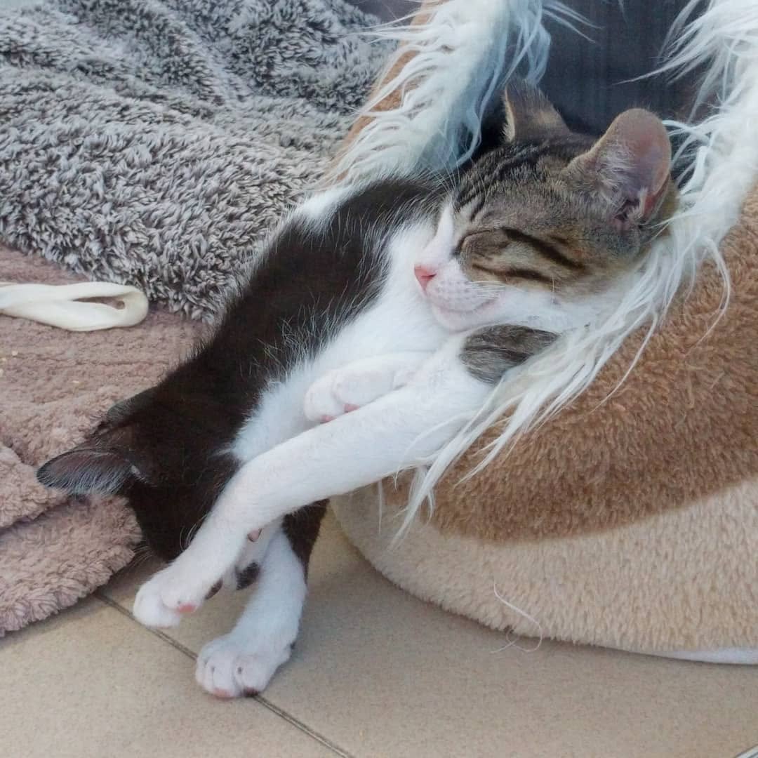 369 게시물 이미지: Oli (para adopção) e Buggi @sosgatinhossetubal
