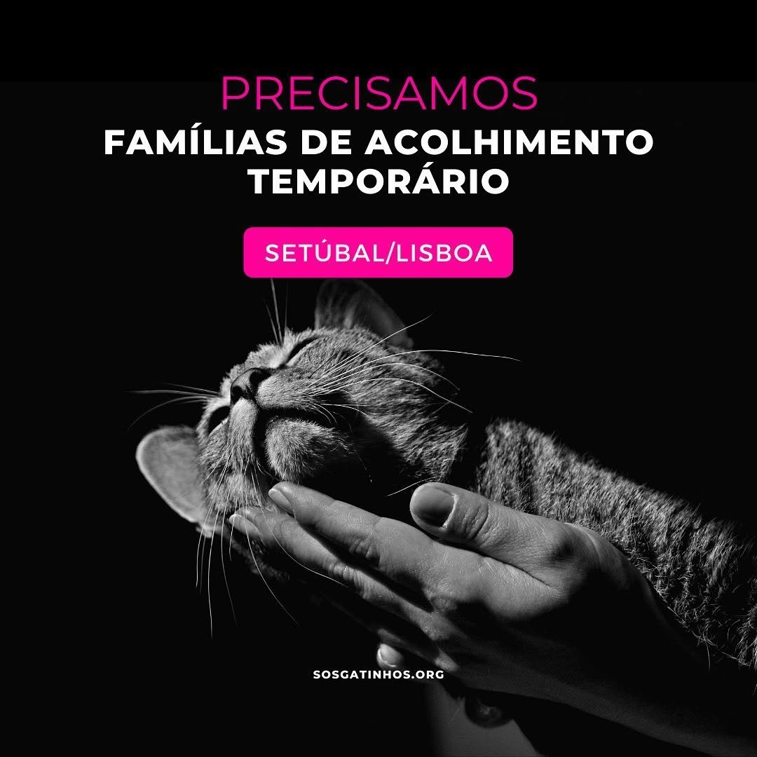 369 게시물 이미지: SETÚBAL / LISBOA e arredores -- Precisamos...