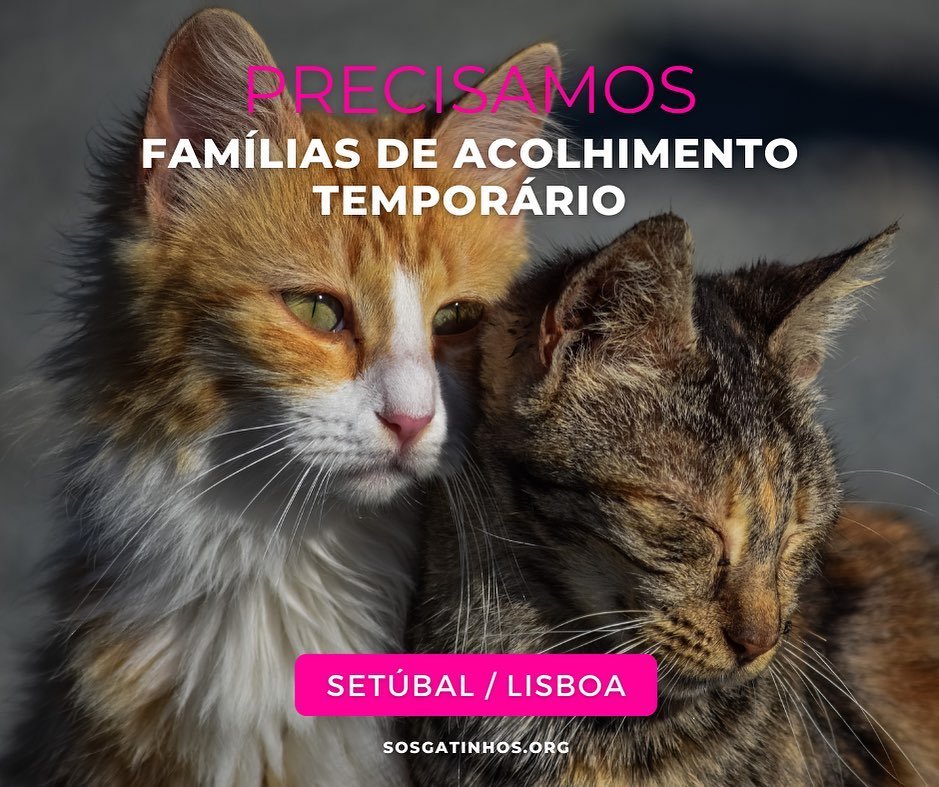 369 게시물 이미지: PRECISAMOS DE FAMÍLIAS DE ACOLHIMENTO...