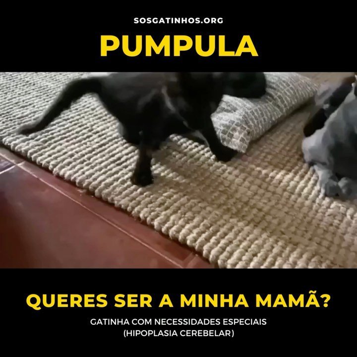 369 게시물 이미지: SETÚBAL/LISBOA e arredores — PUMPULA, gatinha...