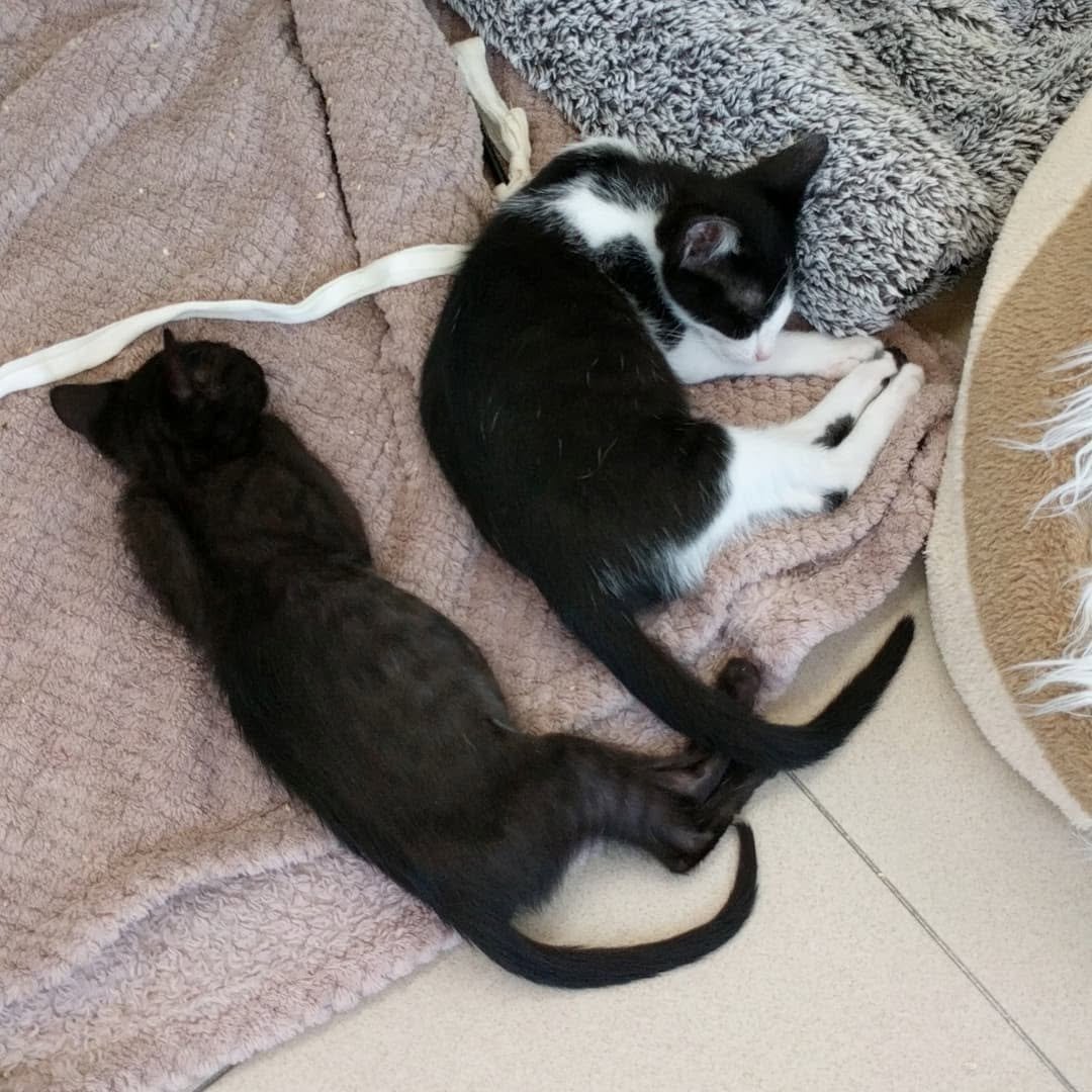 369 게시물 이미지: Duas meninas para adopção e podem ir juntas -...