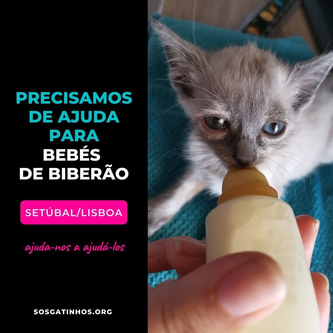 369 게시물 이미지: PRECISAMOS DE AJUDA –– BEBÉS A BIBERÃO
Setúbal...