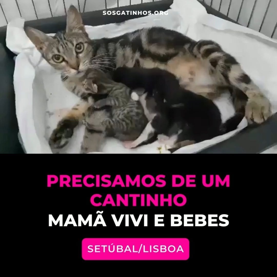 369 게시물 이미지: PRECISAMOS DE UM CANTINHO –– MAMÃ VIVI E...