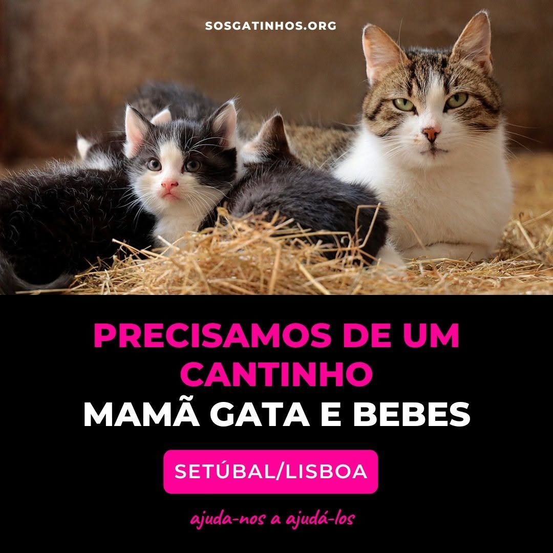369 게시물 이미지: PRECISAMOS DE UM CANTINHO –– MAMÃ GATA E...