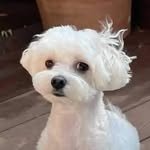 ddoddo_official_ 프로필 사진