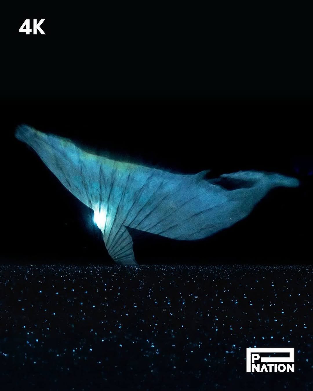 Photo by PSY in P NATION. May be an image of dolphin and whale.