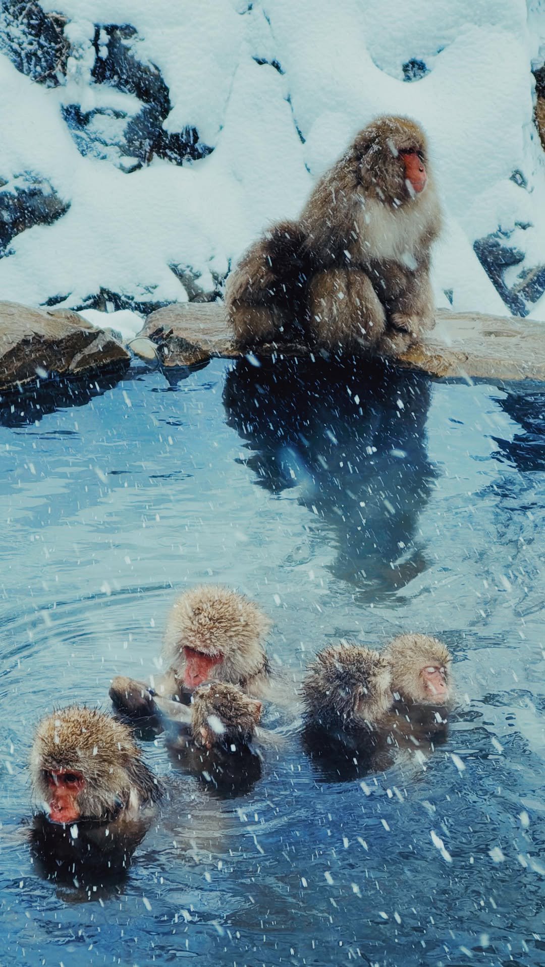 460 게시물 이미지: I wish to be a snow monkey chilling in a hot...