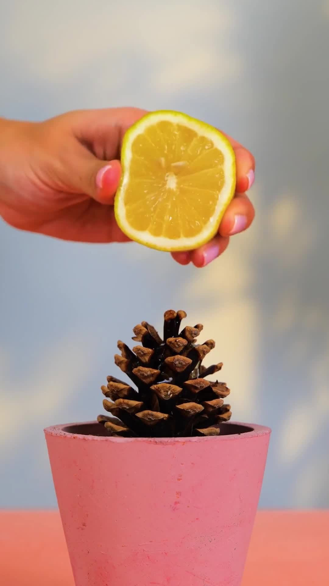 5.min.green 게시물 이미지: Cool hacks for plant lovers!

#5mingreen...