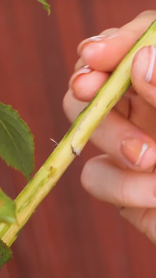 5.min.green 게시물 이미지: Grow smart, glow bright 🌱

#gardeningtips...