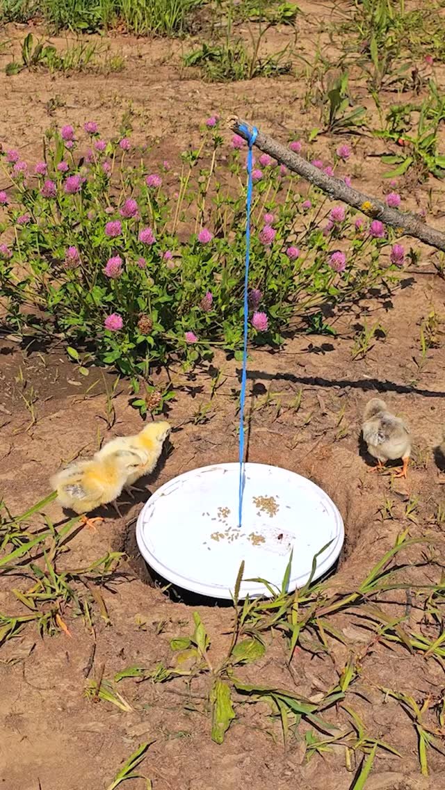 5.min.green 게시물 이미지: Catching birds with a plastic lid...