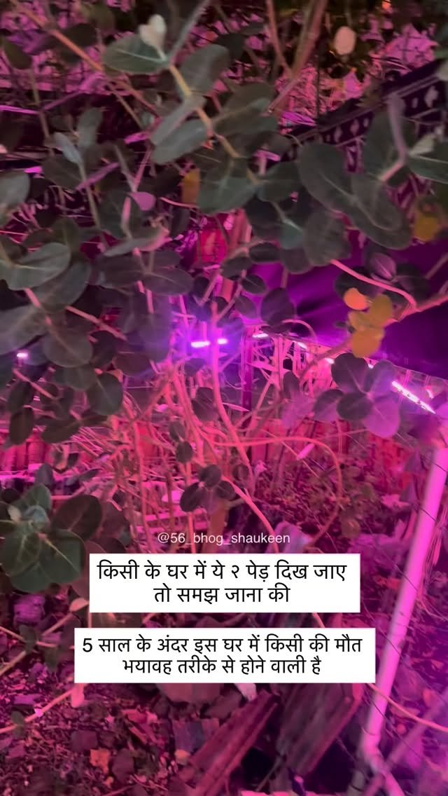 56_bhog_shaukeen 게시물 이미지: किसी के घर में ये २ पेड़ दिख जाए 
तो समझ जाना...