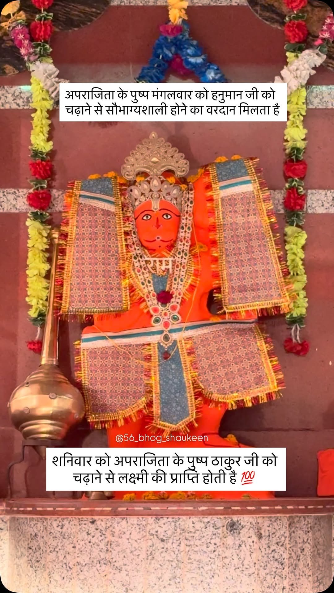 56_bhog_shaukeen 게시물 이미지: अपराजिता के पुष्प मंगलवार को हनुमान जी को ...