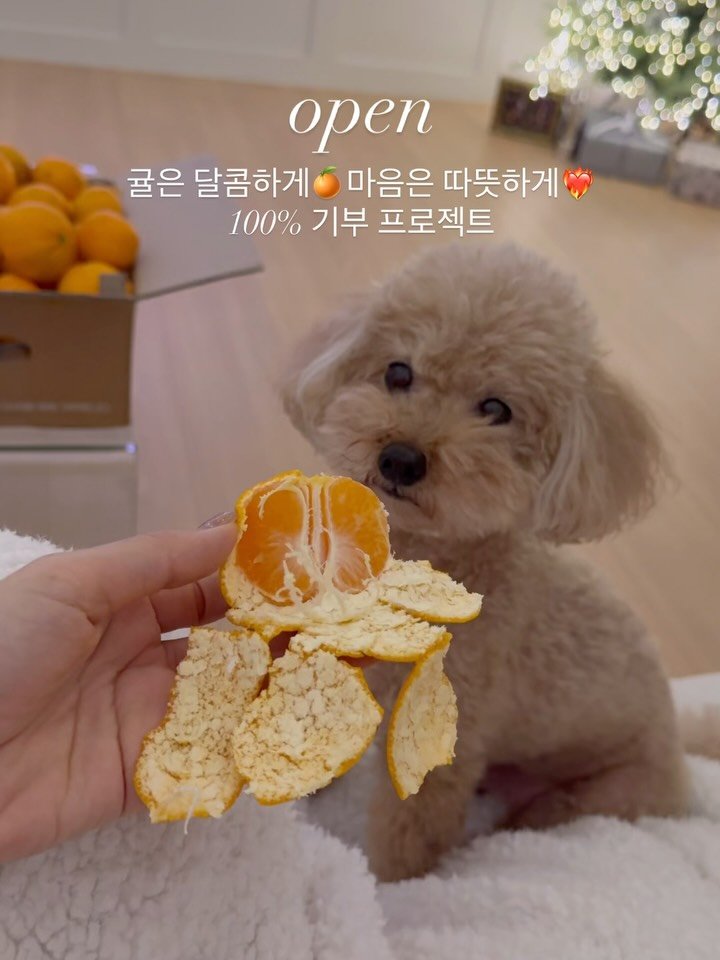 5bok_house 게시물 이미지: #오픈 어제 육지에서 🧑‍🌾협 다니는 친구가
공구값 실화냐고 사진 찍어...