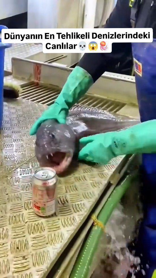 60saniyedebilimm 게시물 이미지: Dünyanın en tehlikeli denizleri sadece dev...